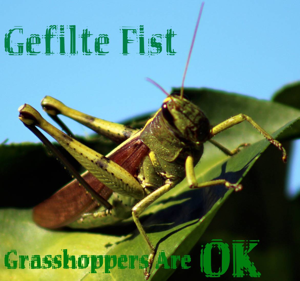 Grasshoppers Are OK